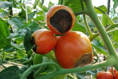 4 Cara Mencegah Tomat Busuk di Pohon
