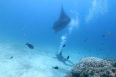 Ini Petunjuk Melihat Pari Manta Dari Dekat di Raja Ampat