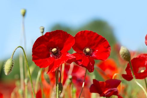 Tanaman Obat yang Jadi Mudarat (1): Poppy dan Coca, Tanaman Obat yang Jadi Candu