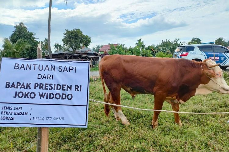 Sapi kurban bantuan Presiden Joko Widodo untuk Masjid Raya Sumbar.