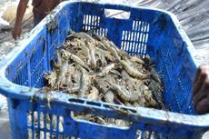 Harga Udang Dogol Melejit Capai Rp 130.000 Per Kg