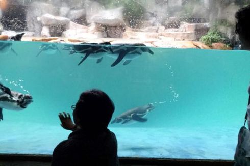 Baobab dan Jakarta Aquarium, Terbaru dari Taman Safari Indonesia