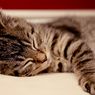 Kenapa Kucing Senang Tidur di Dekat Kaki Manusia?