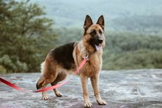 14 Alasan Kamu Harus Memelihara Anjing German Shepherd
