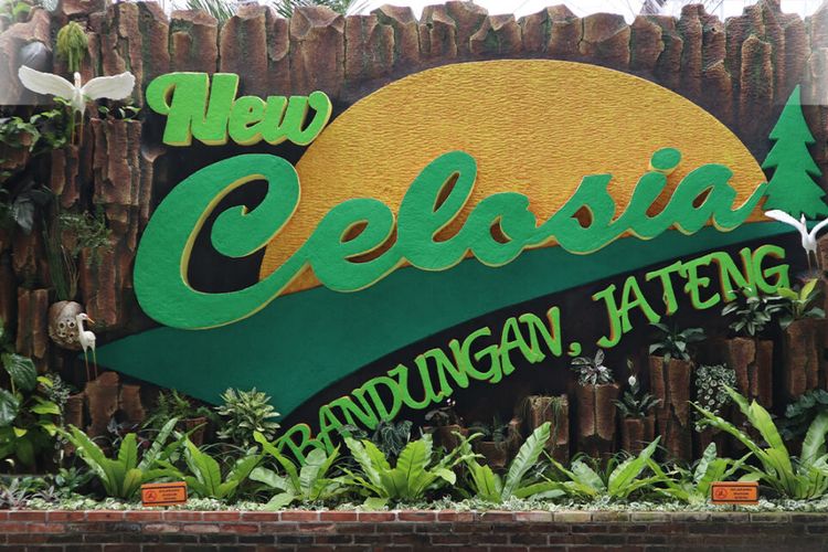 Taman Bunga Celosia di Kabupaten Semarang.