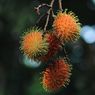 Makan Rambutan Berujung Maut, Bocah 5 Tahun di Wonogiri Tersedak, Lemas, lalu Meninggal