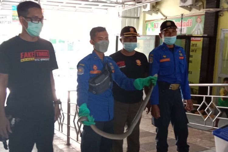Petugas Korwil Damkar Lamongan menunjukkan ular kobra yang dievakuasi dari ruang gudang gizi Puskesmas Sukodadi, Lamongan, Jumat (6/5/2022).