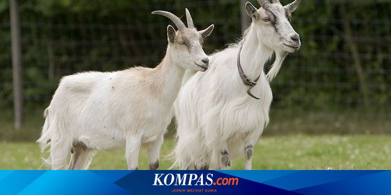 ternak kambing terdekat - 3332065510