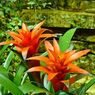 Segala Macam Hal yang Perlu Diketahui Tentang Tanaman Bromelia