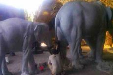 Tiga Patung Gajah Akan Hiasi Kawasan Titik Nol Km di DIY