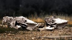 Apakah Bangkai Hewan Termasuk Najis? Ini Penjelasan Hukumnya Menurut Islam