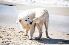 5 Perilaku Aneh yang Umum Dilakukan Anjing Peliharaan dan Alasannya