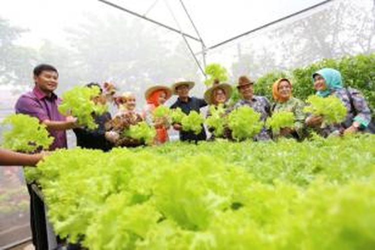 Wali Kota Bandung Ridwan Kamil saat melakukan panen berkebun di Kelurahan Neglasari Kecamatan Cobeunying Kaler beberapa waktu lalu. Pemkot Bandung mewajubkan tiap kelurahan memiliki green house yang akan menjadi indikator penilaian lomba Adipura tingkat kelurahan.