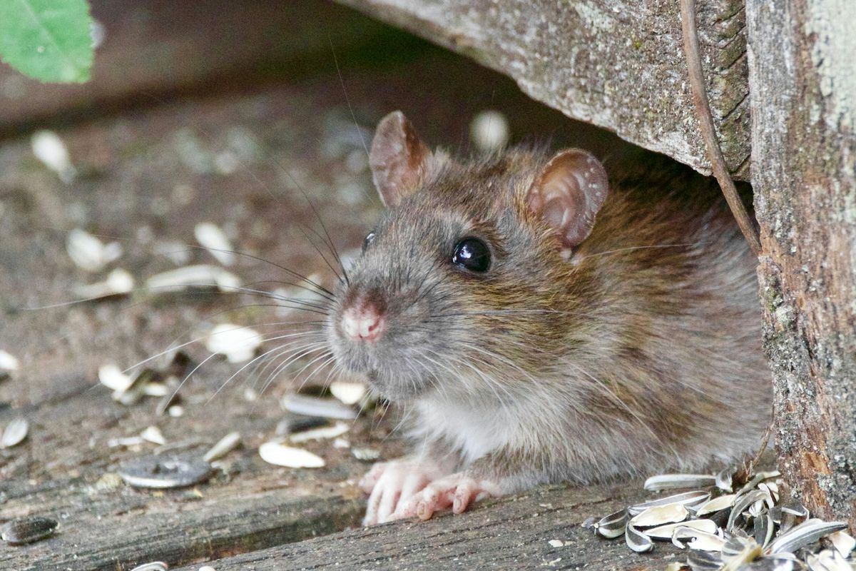 Ilustrasi tikus.