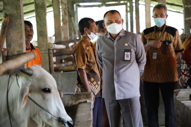 Bupati meninjau pemberian vaksin PMK salah satu kandang sapi milih Kelompok Tani Ternak Sri Rejeki Desa Kalimati Kecamatan Pituruh. 