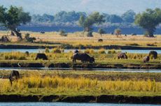 Jangan Sampai Keliru, Ini Perbedaan Habitat, Ekosistem, dan Bioma