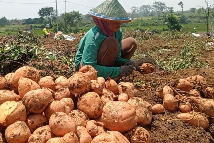 Masuki Musim Hujan, Harga Ubi Jalar di Magetan Anjlok Rp 1.600 Per Kg