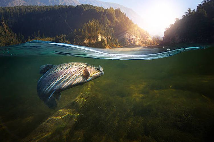 ilustrasi ikan danau.