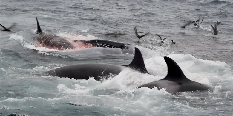 Bukti orca melakukan serangan dan memangsa paus biru 