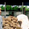 Indonesia Minta China Buka Akses Pasar Porang hingga Nanas
