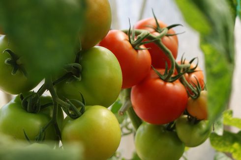3 Cara Mengetahui Buah Tomat Sudah Matang dan Bisa Dipetik