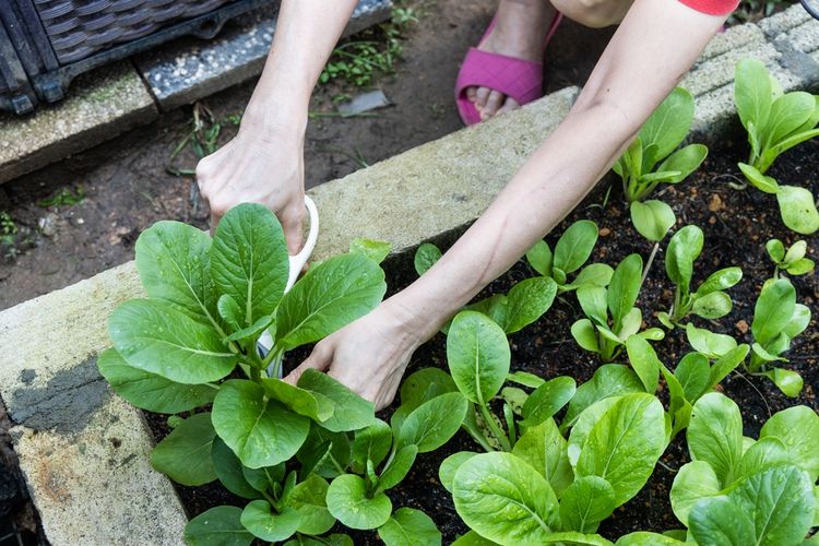 Ilustrasi menanam sawi hijau atau caisim. 