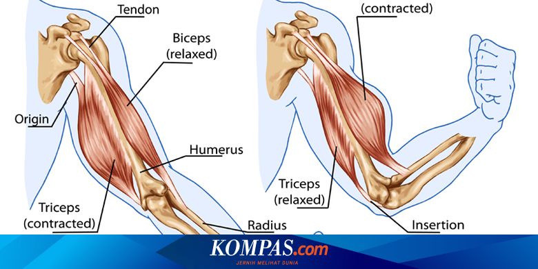 Kerja otot bisep dan trisep terjadi secara