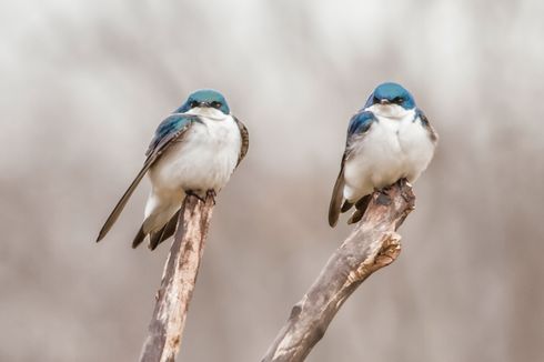 Cara Membedakan Burung Jantan dan Betina, Amati Warna dan Perilakunya