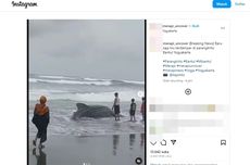 Hiu Paus Tutul Berukuran 5 Meter Terdampar di Pantai Parangtritis, SAR: Ditemukan dalam Keadaan Mati