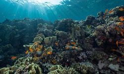 Gelombang Panas Hantam Laut Inggris dan Irlandia, Apa Dampaknya? 
