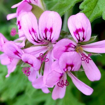 Bunga geranium wangi atau scented gerenium