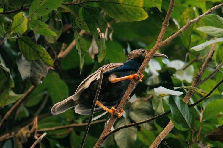 Burung bidadari halmahera (Semioptera wallacii) yang masih bisa disaksikan di hutan Aketajawe Lolobatan, Halmahera, Maluku Utara. Ini adalah salah satu spesies endemik yang sangat dikagumi Alfred Russel Wallace, naturalis asal Inggris.