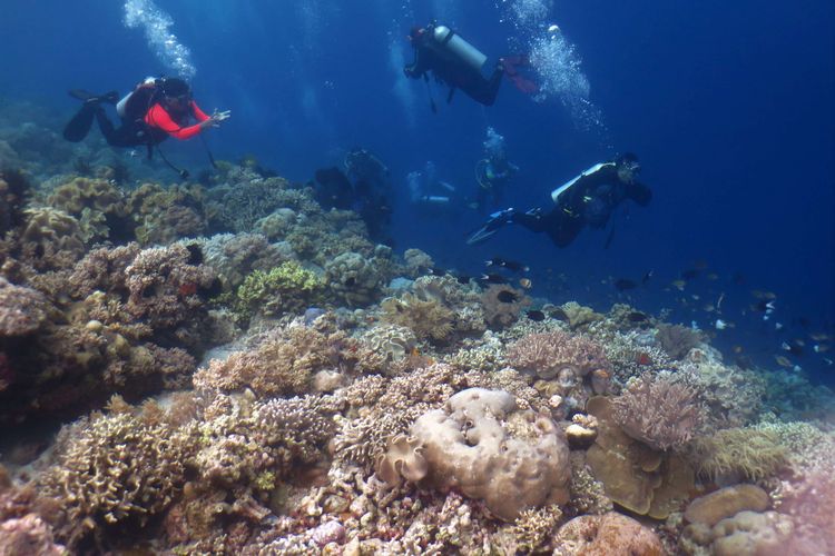 Wisatawan didampingi Wakatobi Dive Trip berada di dalam laut di Kecamatan Tomia, Wakatobi, Sulawesi Tenggara, Selasa (22/3/2022). Dinas Pariwisata Sulawesi Tenggara bersama Pemerintah Kabupaten Wakatobi terus mempromosikan wisata laut daerahnya yang memiliki sekitar 942 spesies ikan dan 750 spesies terumbu karang yang hidup di bawah lautnya.