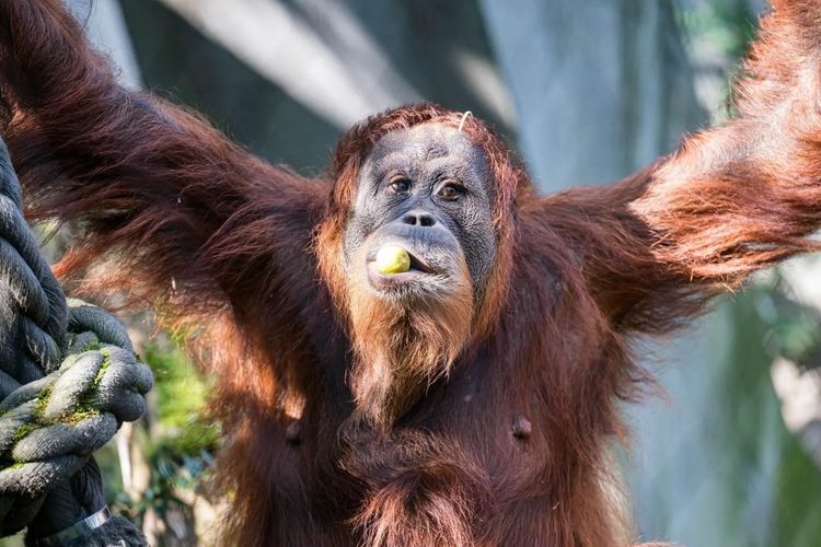 Orang utan bernama Revital yang tinggal di Kebun Binatang di Basel atau akrab disapa warga setempat Zoolli. Dia telah mati pada 31 Januari 2023 lalu.