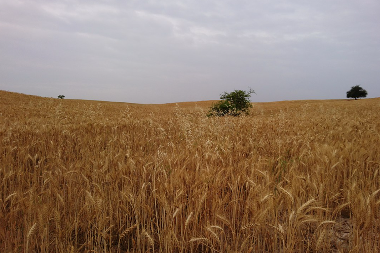 An illustration of wheat plantation in Behbahan, Iran.