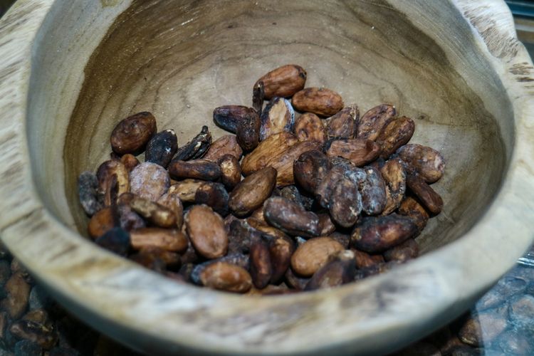 Ilustrasi biji kakao.