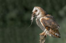 Cara Mengendalikan Hama Tikus dengan Burung Hantu Tyto Alba