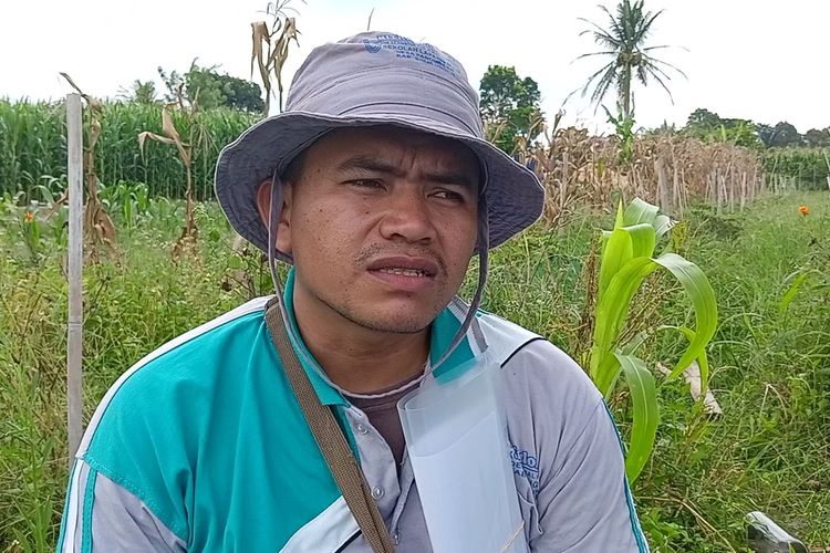 Petani di Desa Jangger Letto, Kecamatan Janggir Leto, Kecamatan Panei, Simalungun, Charles Samosir menjelaskan, sebelum kekurangan air terjadi, sawah mereka masih produktif dan bahkan bisa dimanfaatkan untuk budidaya ikan setelah panen untuk meningkatkan pendapatan keluarga.