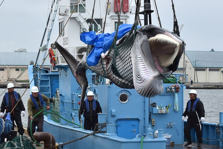 Nelayan menurunkan paus Minke dari kapal di pelabuhan Kushiro, prefektur Hokkaido, pada 1 Juli 2019, setelah Jepang resmi dari Komisi Penangkapan Paus Internasional (IWC).