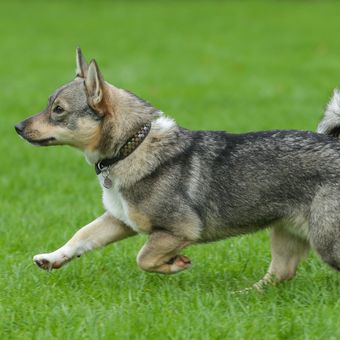 Ilustrasi anjing Swedish vallhund. 
