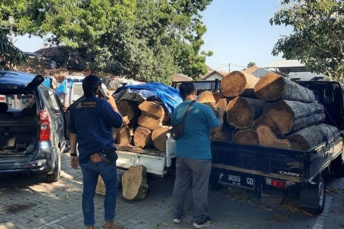 Foto: Dua mobil pikap dan potongan pohon jati yang sekarang disita Polres Situbondo Polda Jatim.