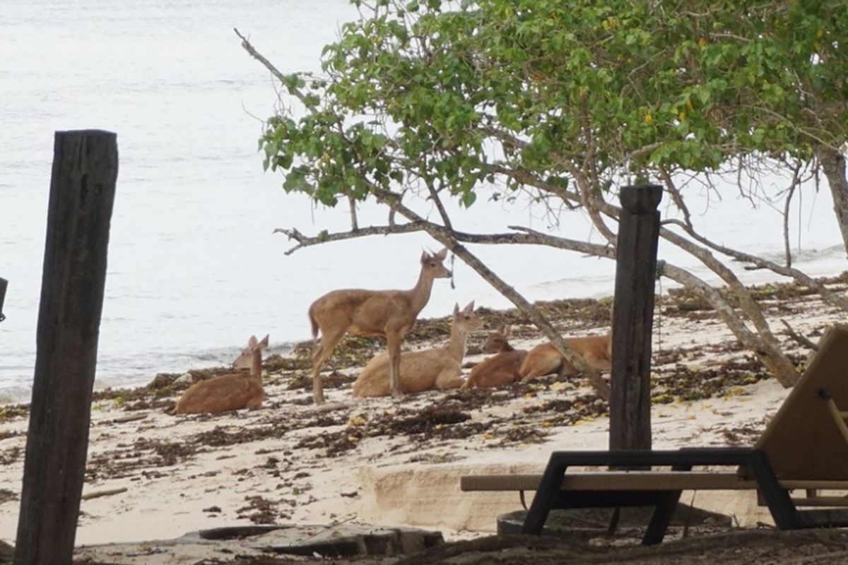 Sekumpulan rusa di Pantai Plengkung, Banyuwangi, yang masuk wilayah Taman Nasional Alaspurwo.