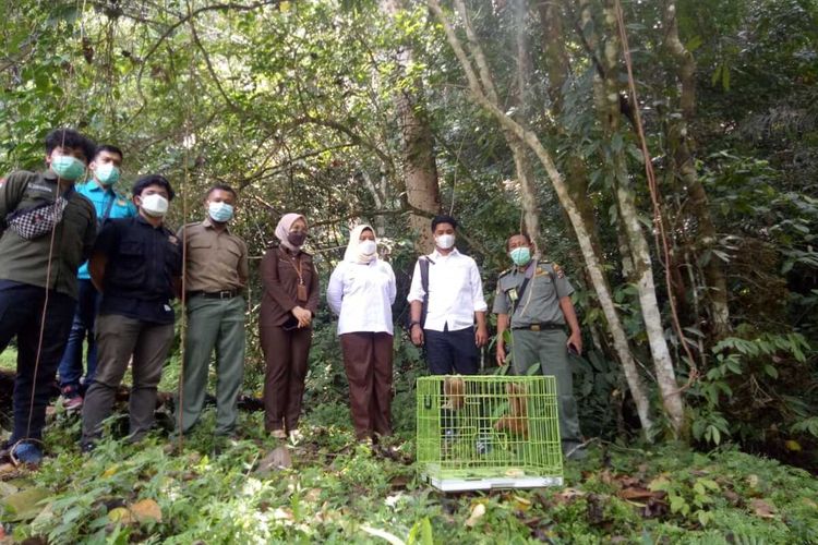 BKSDA Sumbar bersama Polres dan Kejaksaan Agam melepaskan kukang hasil seludupan