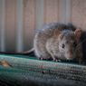 Usir Tikus di Taman Rumah dengan 5 Cara Ini