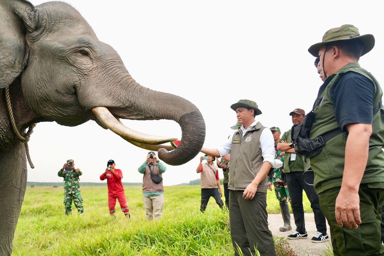 Menhut Perintahkan Penyelamatan Satwa Berbarengan dengan Pemadaman Karhutla