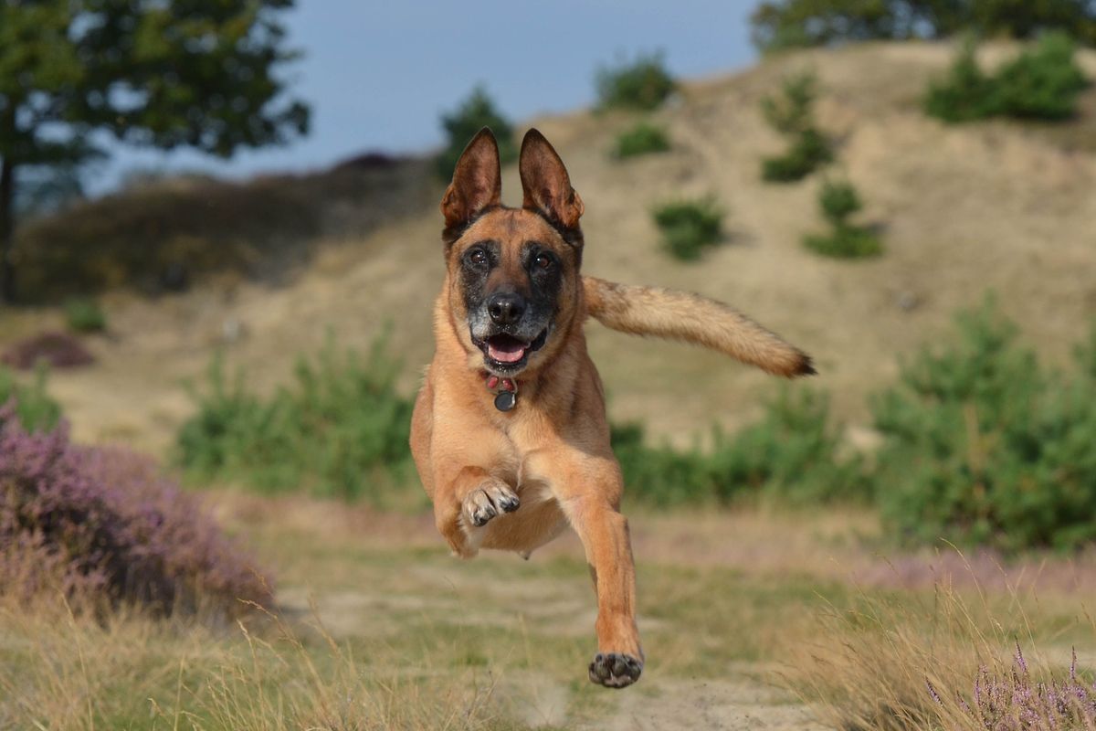 Ilustrasi anjing ras Belgian Malinois. 