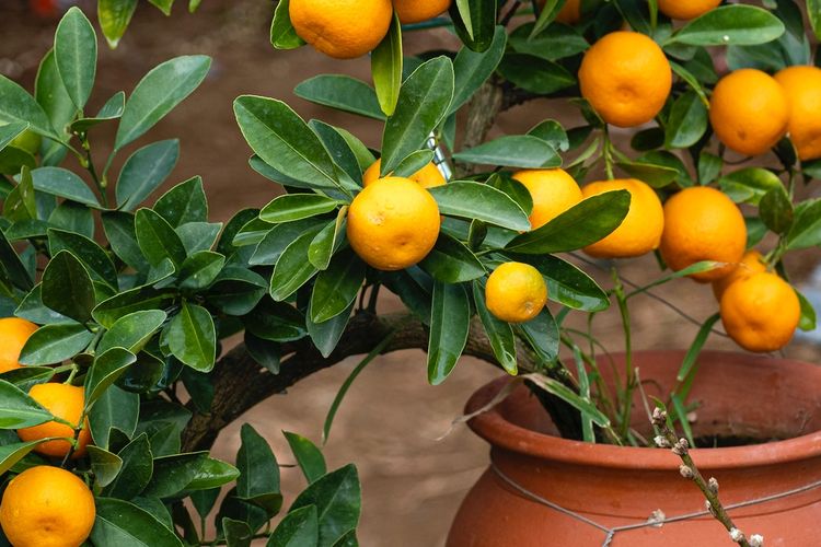 Ilustrasi pohon jeruk dalam pot