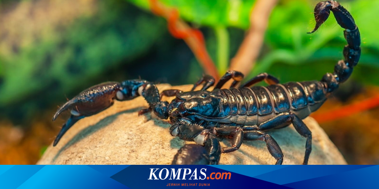 Racun Kalajengking: Potensi Obat atau Bahaya? Ini Kata Dokter IPB