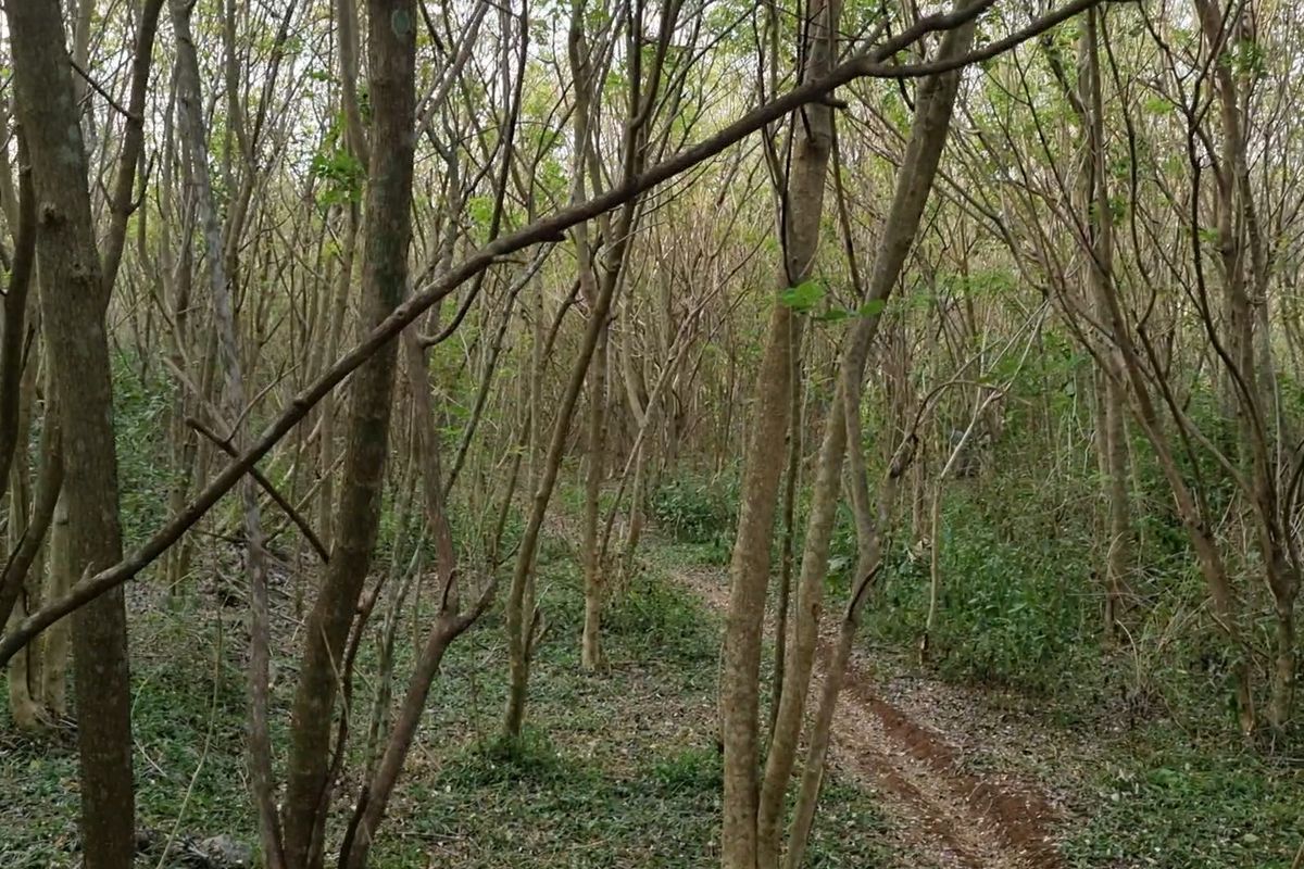 Hamparan tanaman gamal di petak hutan yang dikelola Perum Perhutani Kesatuan Pemangkuan Hutan (KPH) Purwodadi di Kecamatan Ngaringan, Kabupaten Grobogan, Jumat (2/8/2024). 