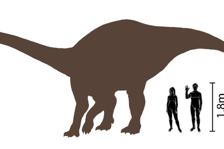 Perbandingan ukuran Riojasaurus dengan manusia